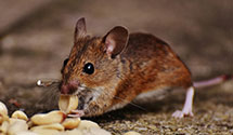 24 Hour & Emergency Exterminators in Crisfield, MD